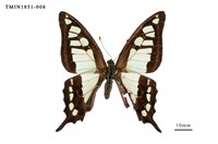 藏品(寬帶青鳳蝶)的圖片